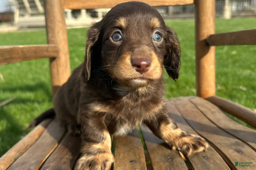 Dachshund dogs for sale: Culver - Ad 2