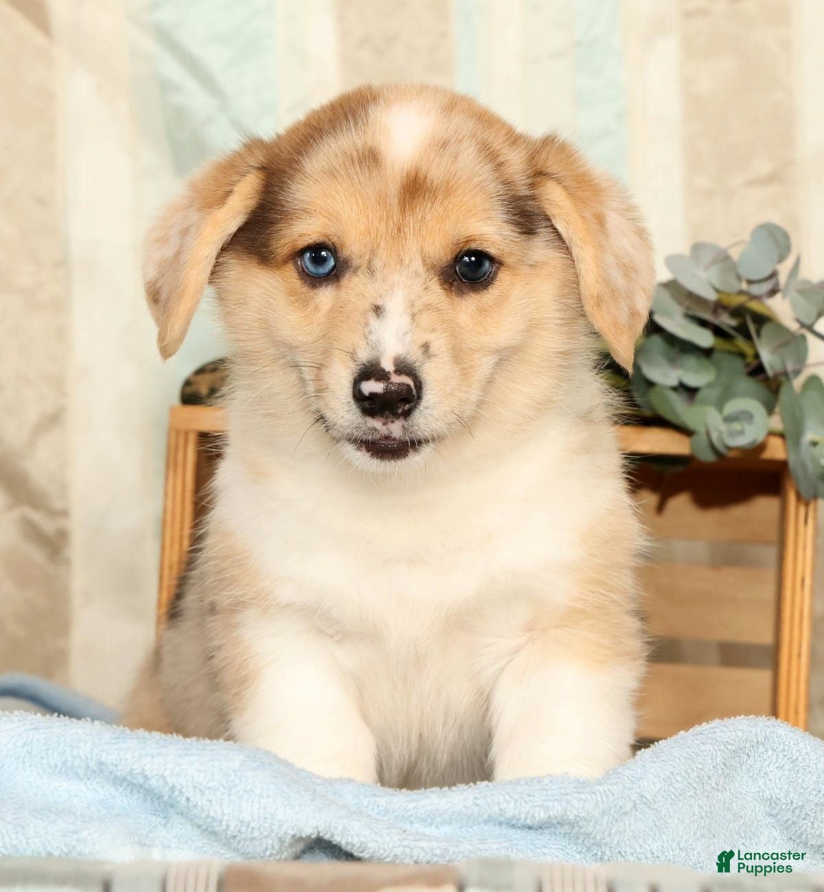 Welsh Corgi Pembroke dogs for sale: Teddy - Ad 1