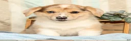 Welsh Corgi Pembroke dogs for sale: Teddy - Ad 1