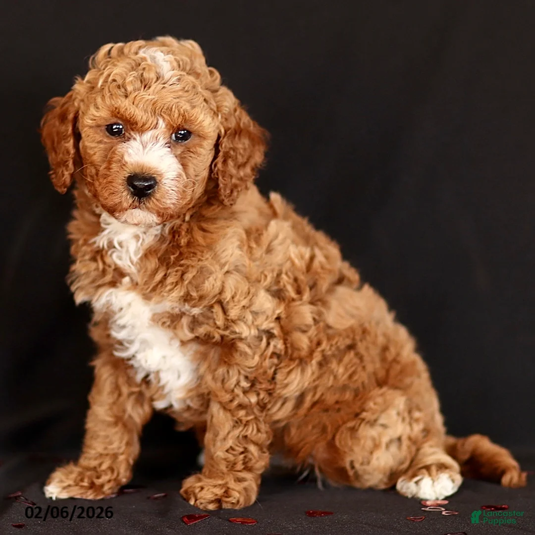 Mini Goldendoodle dogs for sale: Kolton - Ad 1