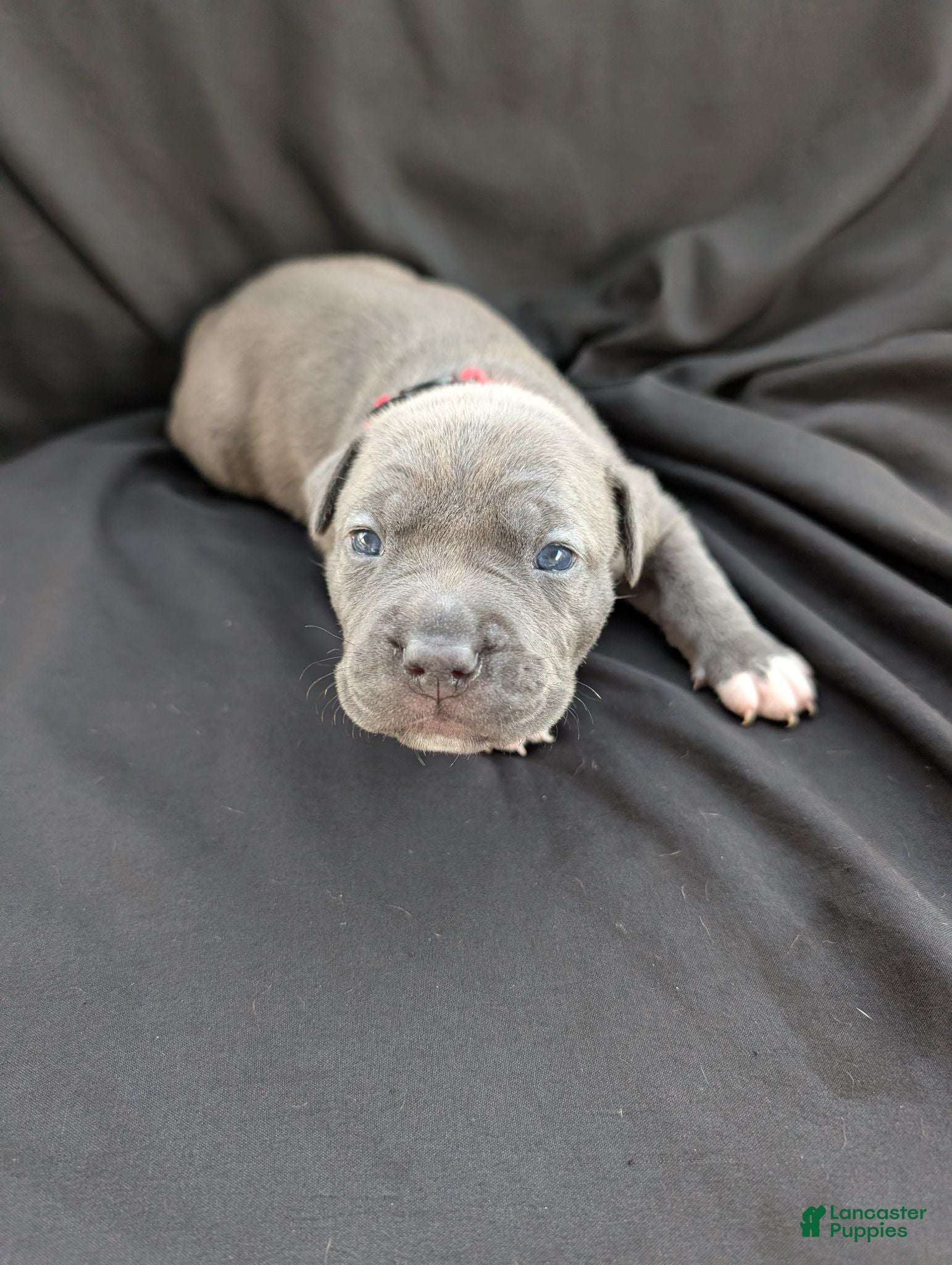 American Bully dogs American Bully 7 - Ad 1