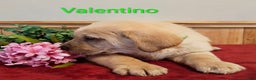 Goldador dogs for sale: Valentino - Ad 2