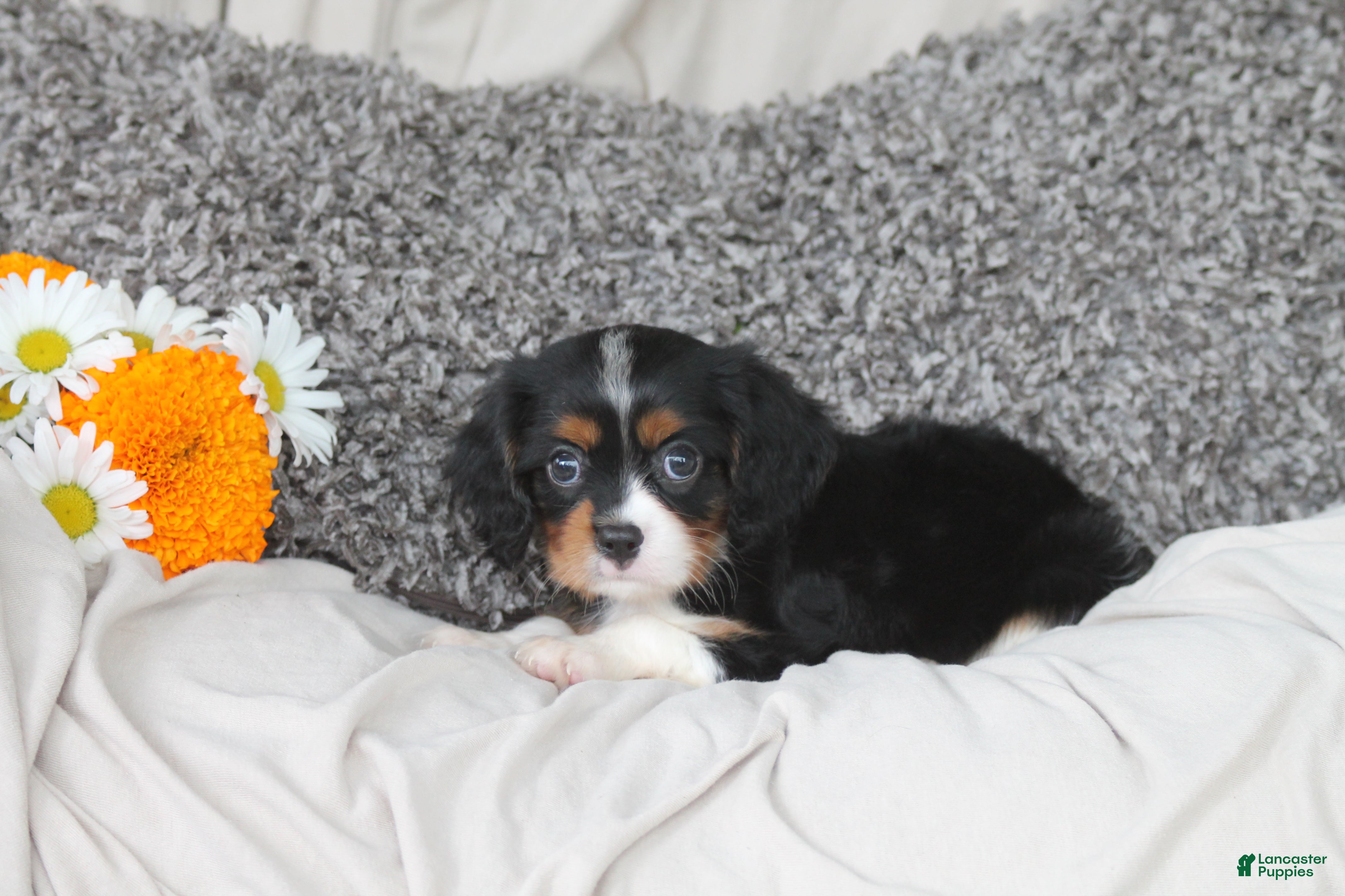 Cavalier King Charles Spaniel dogs Peter - Ad 1