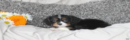 Cavalier King Charles Spaniel dogs for sale: Peter - Ad 1
