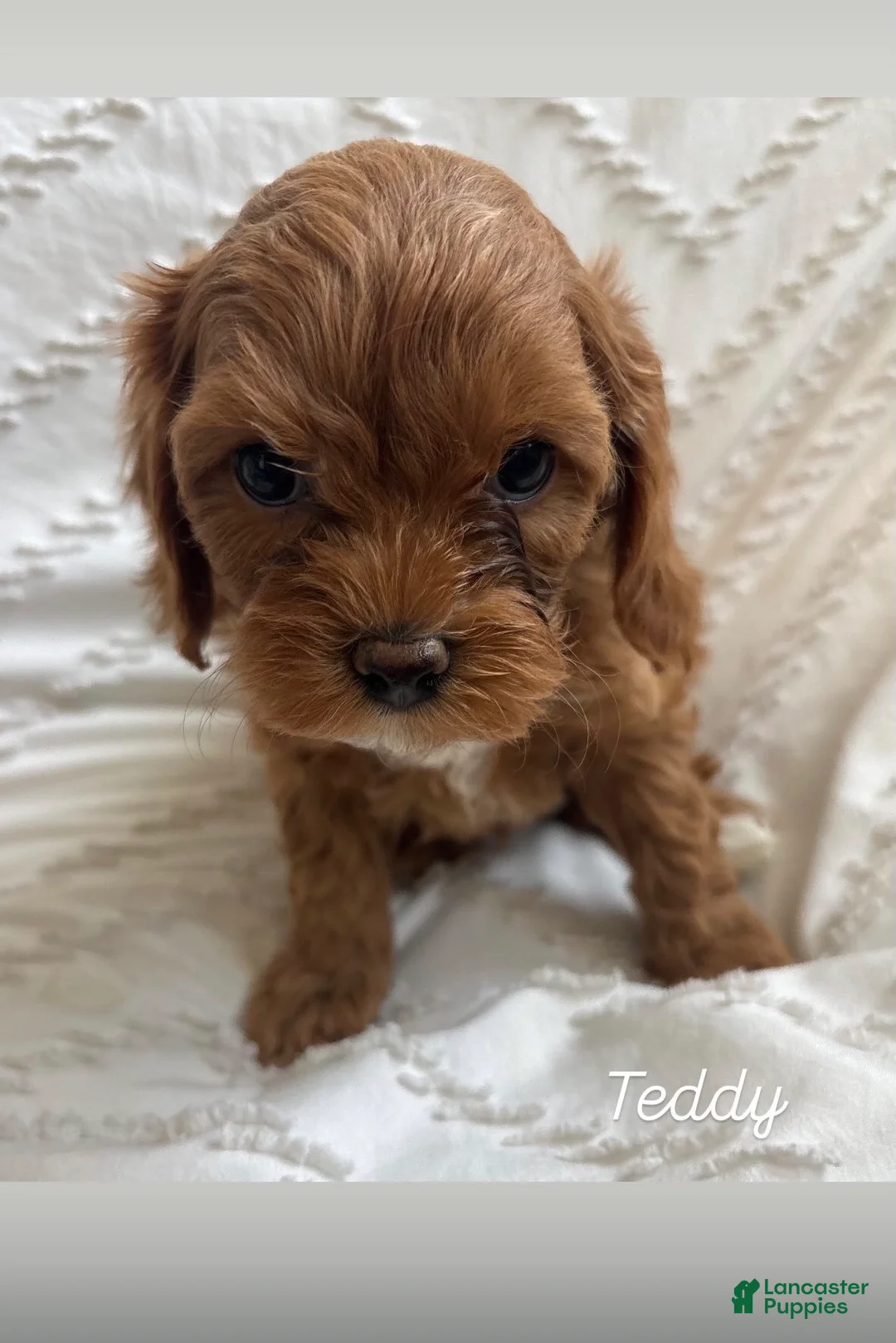 Cavapoo dogs for sale: Teddy - Ad 2