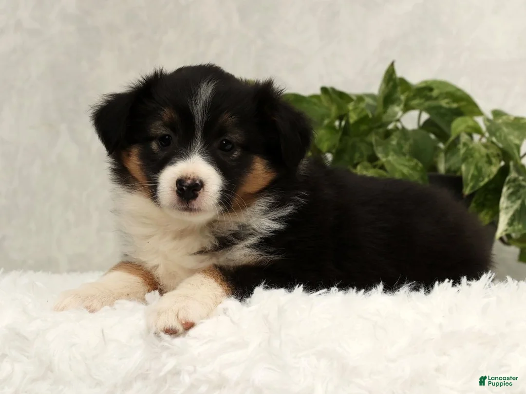 Miniature Australian Shepherd dogs for sale: Sasha - Ad 8