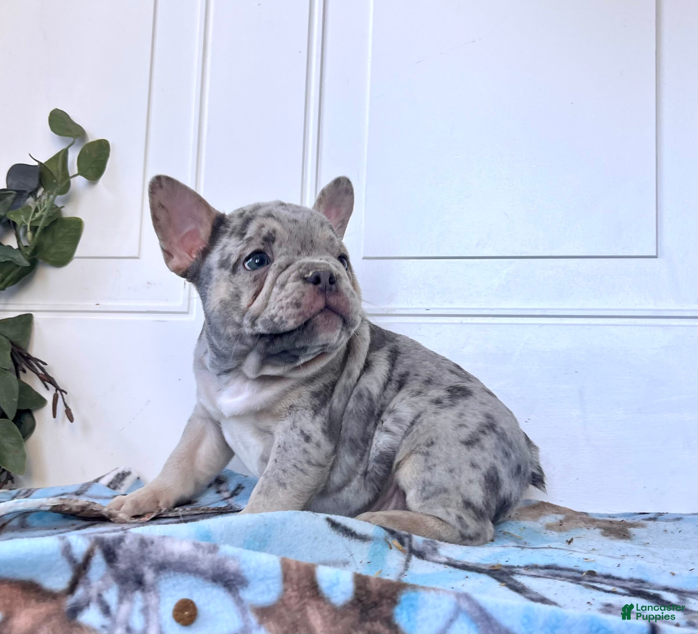 French Bulldog dogs SPIKE❤️🐾AKC Ready For Christmas❤️Call 7174717087 - Ad 39
