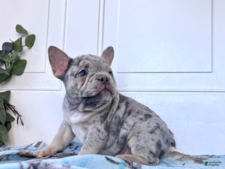 French Bulldog dogs SPIKE❤️🐾AKC Ready For Christmas❤️Call 7174717087 - Ad 39