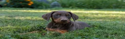 Doberman Pinscher dogs for sale: GEMMA - Ad 3