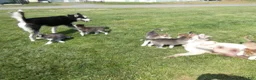 Siberian Husky dogs for stud: Arctic - Ad 2