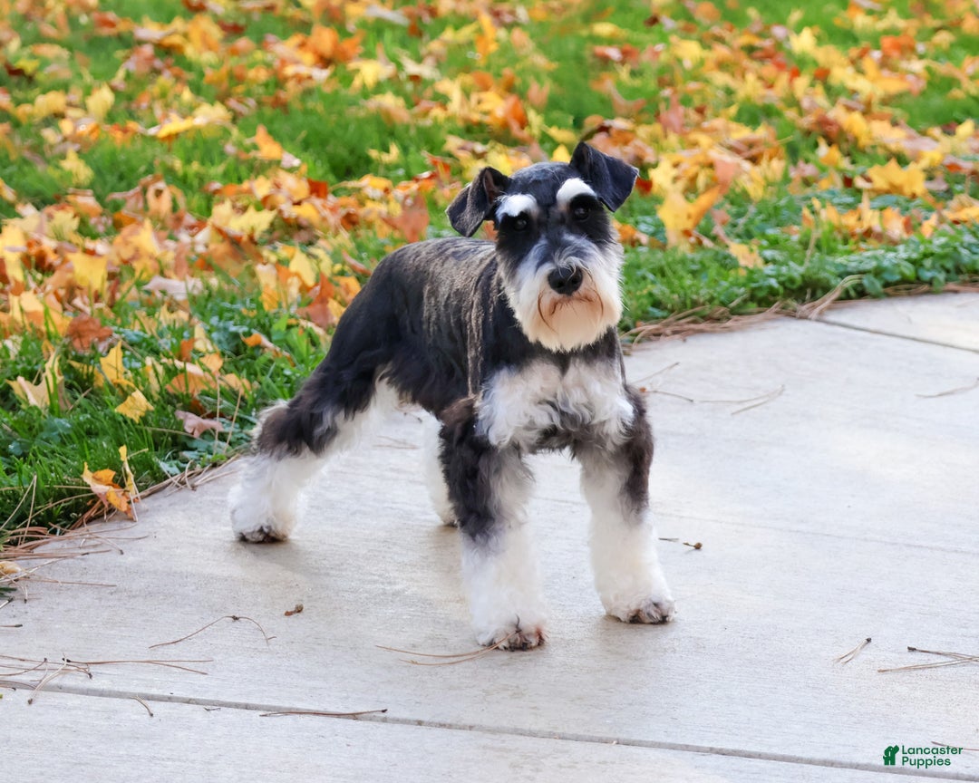 Miniature Schnauzer dogs for sale: Archie - Ad 5