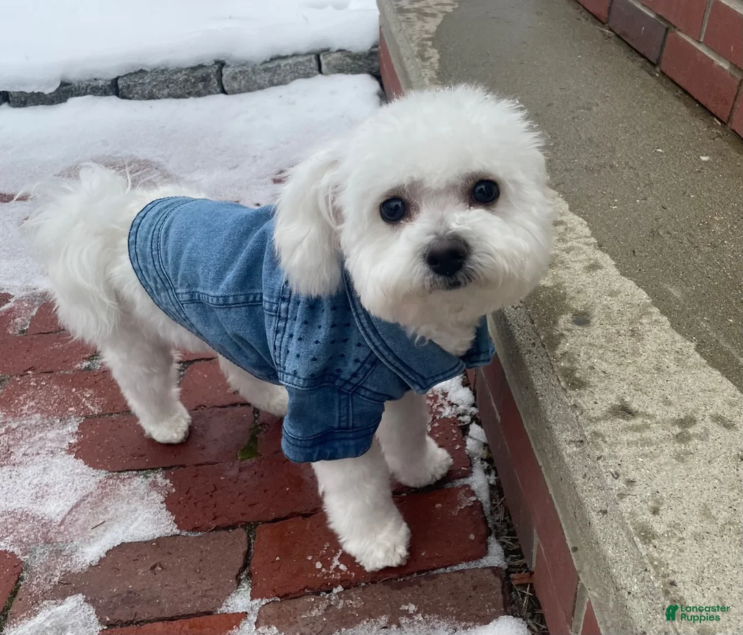 Bichon Frise dogs for sale: Bichon Frise 5 - Ad 2