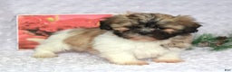 Shih Tzu dogs for sale: Kade - Ad 4