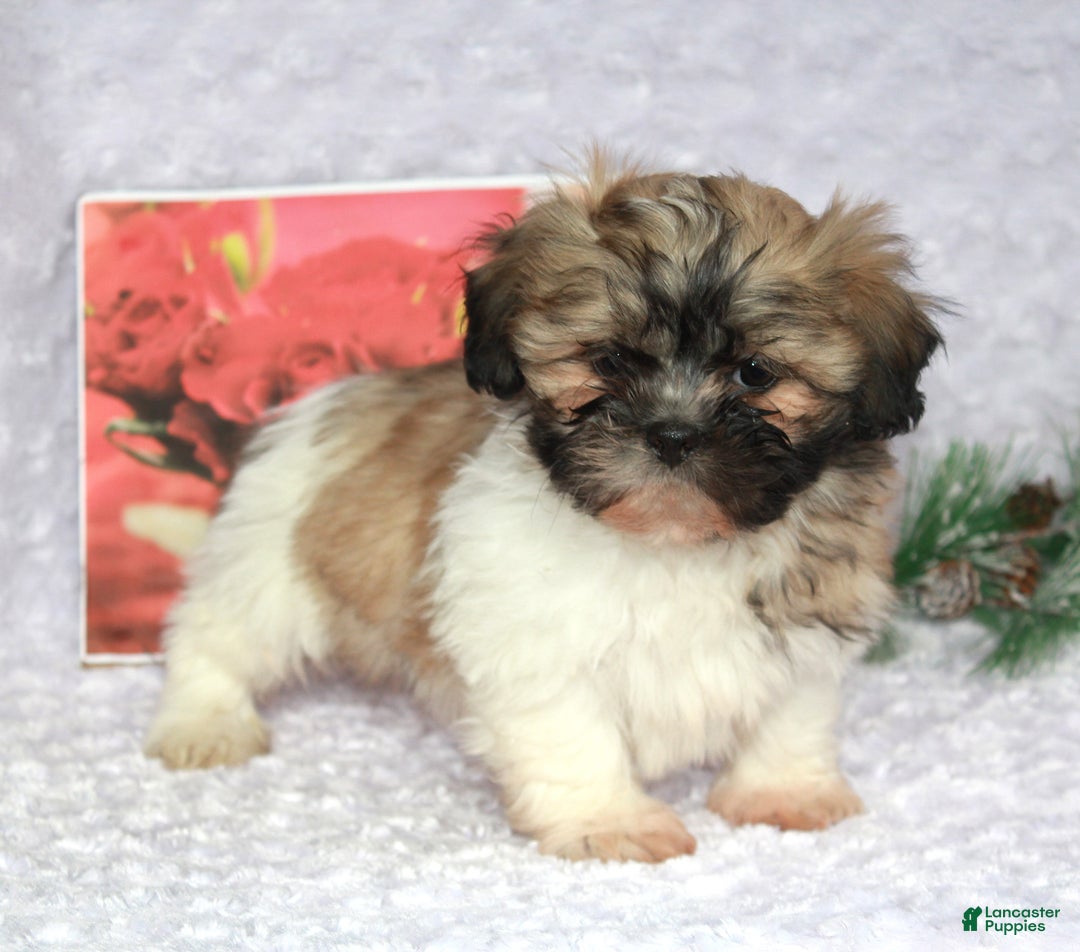 Shih Tzu dogs for sale: Kade - Ad 4