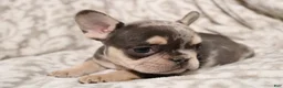 French Bulldog dogs for sale: Lars - Ad 15