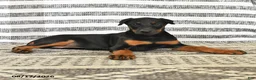 Doberman Pinscher dogs for sale: Dolly - Ad 5