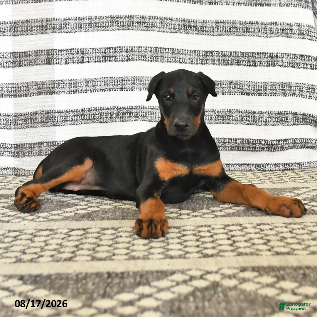 Doberman Pinscher dogs for sale: Dolly - Ad 5