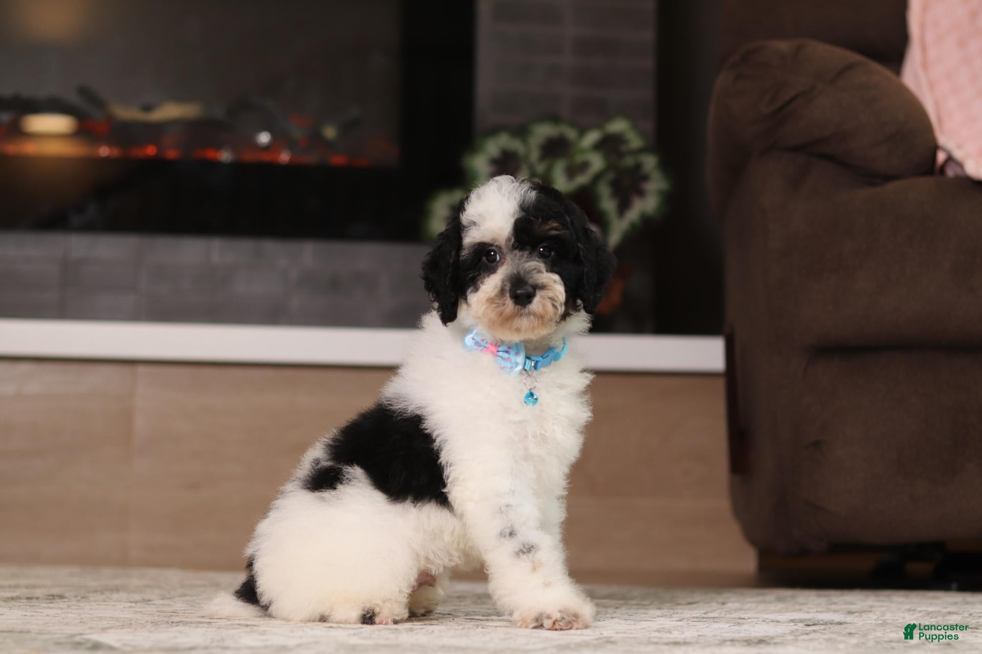 Miniature Poodle dogs Milo (AKC) - Ad 1