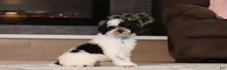 Miniature Poodle dogs for sale: Milo (AKC) - Ad 1