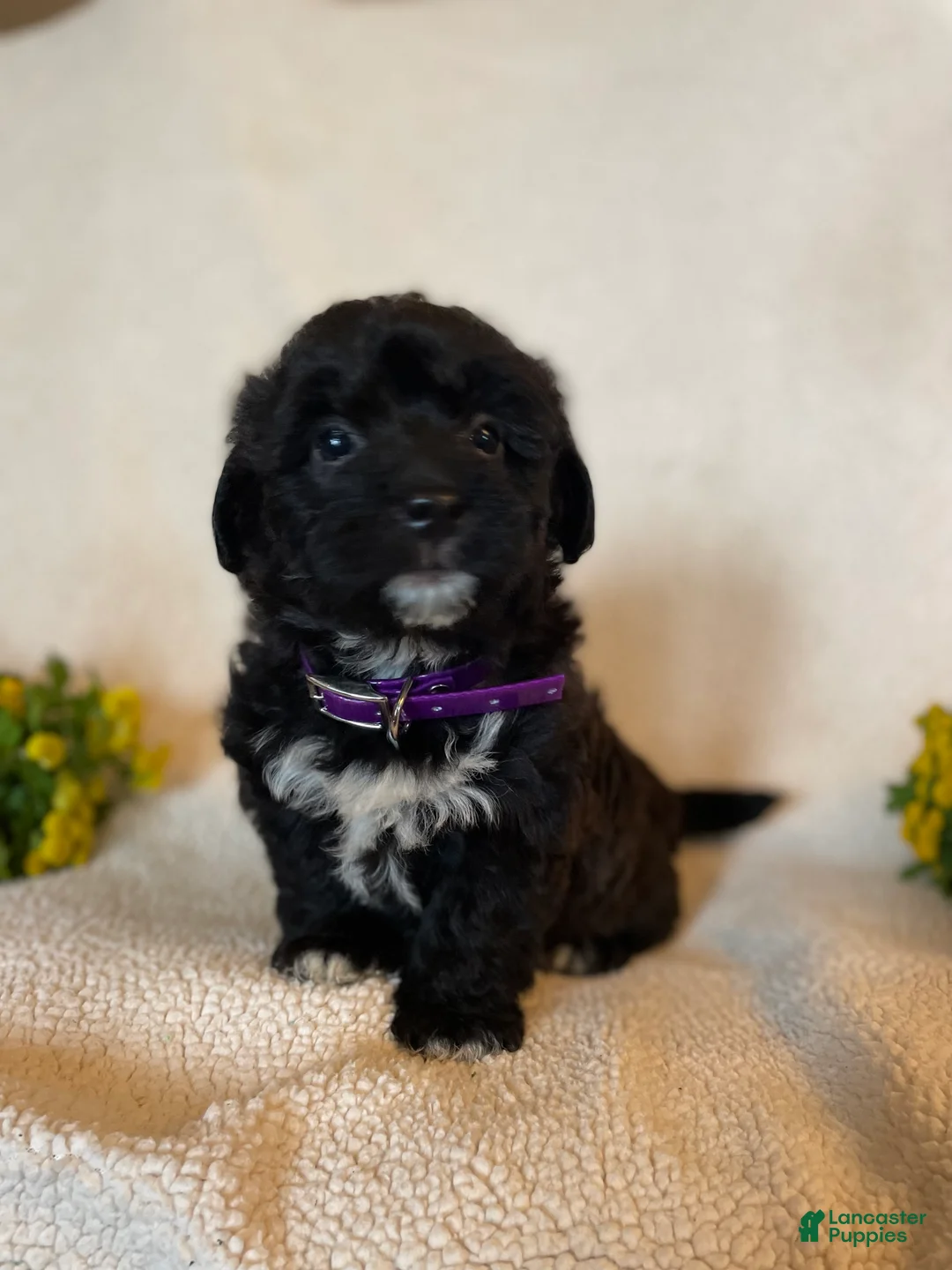 Corgipoo dogs for sale: Dave - Ad 2