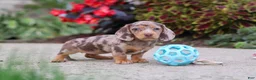 Miniature Dachshund dogs for sale: Ivy - Ad 9