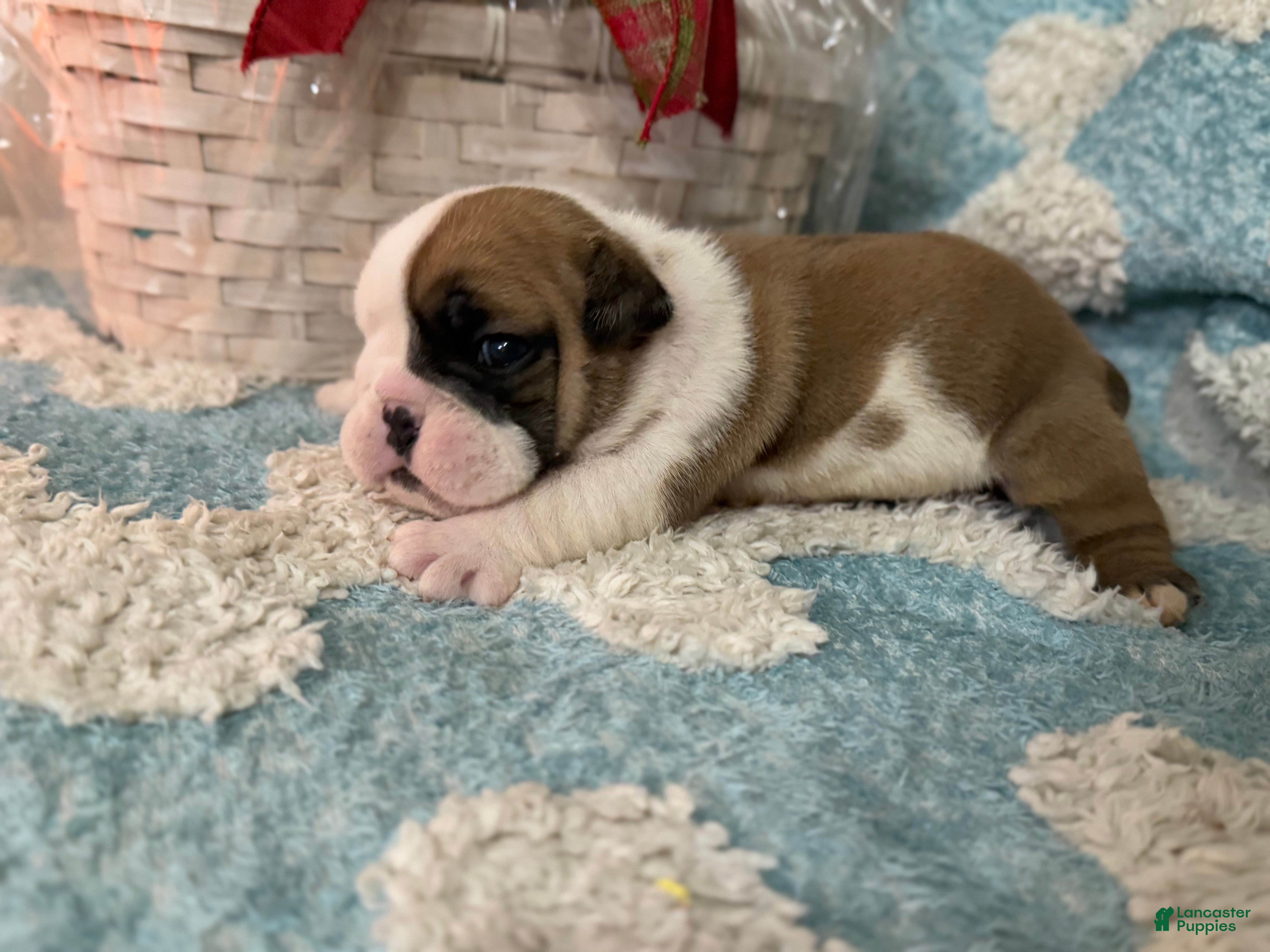 English Bulldog dogs English Bulldog Puppy 4 - Ad 16