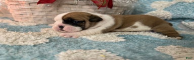 English Bulldog Puppy 4