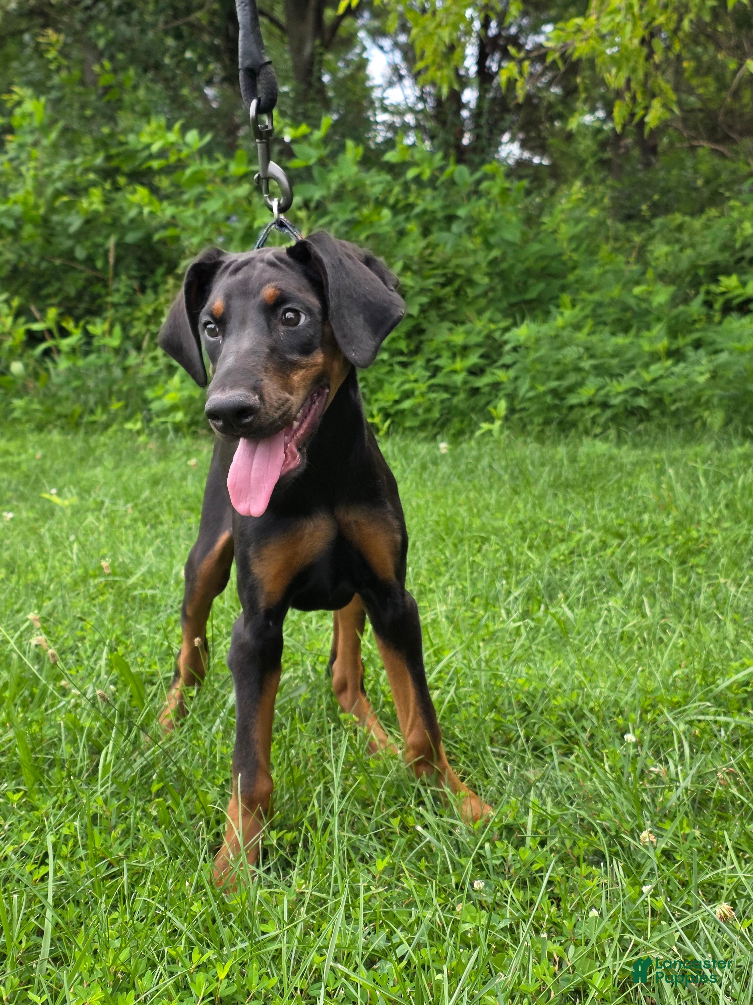 Doberman Pinscher dogs Star - Ad 1