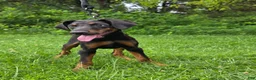 Doberman Pinscher dogs for sale: Star - Ad 1