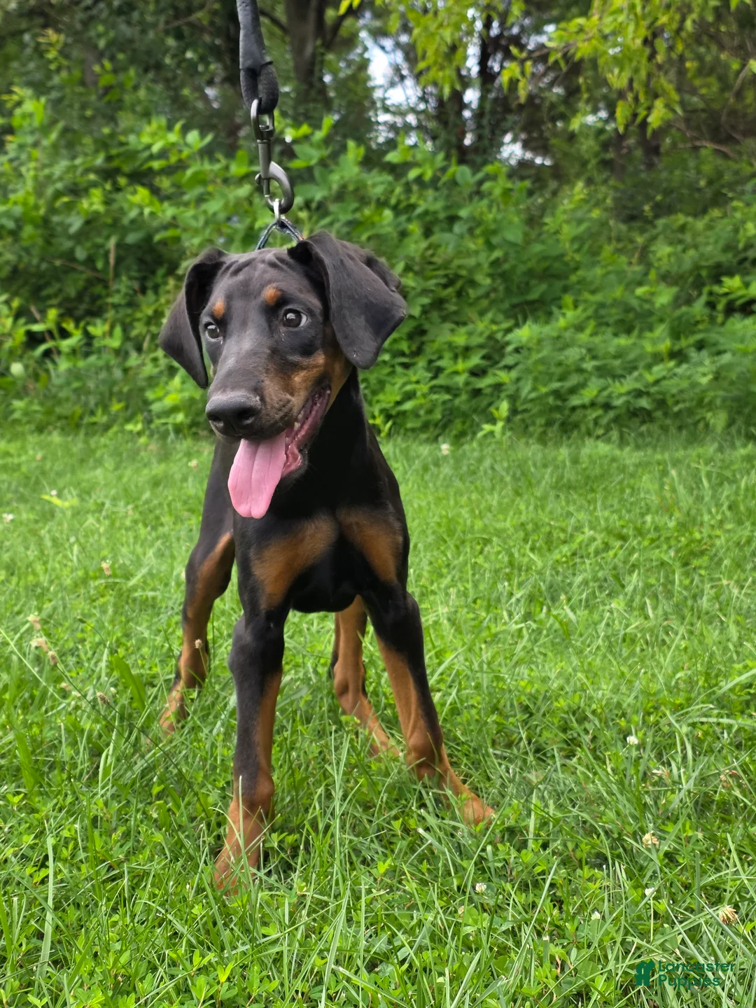 Doberman Pinscher dogs for sale: Star - Ad 1