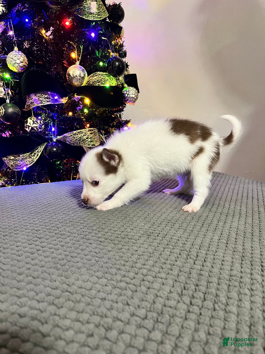 Pomsky dogs for sale: Cal - Ad 2