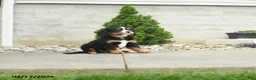 Miniature Bernese Mountain Dog dogs for sale: Jefferson - Ad 2