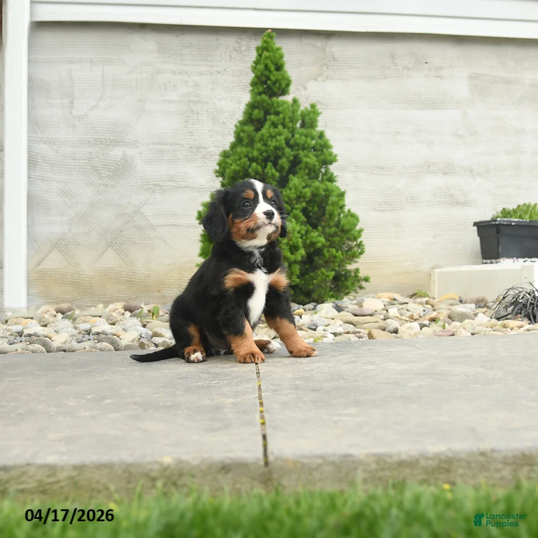 Miniature Bernese Mountain Dog dogs for sale: Jefferson - Ad 2