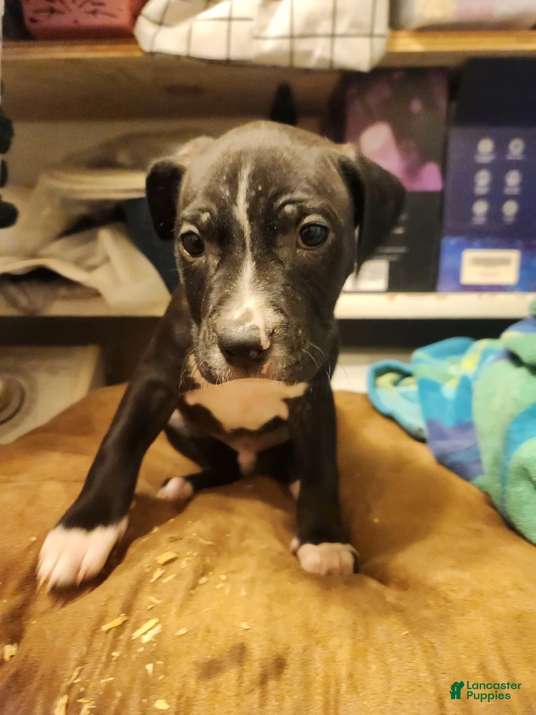 American Pit Bull Terrier dogs for sale: American Pit Bull Terrier 2 - Ad 2