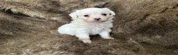 Mixed Breed dogs for sale: Snow White - Ad 8
