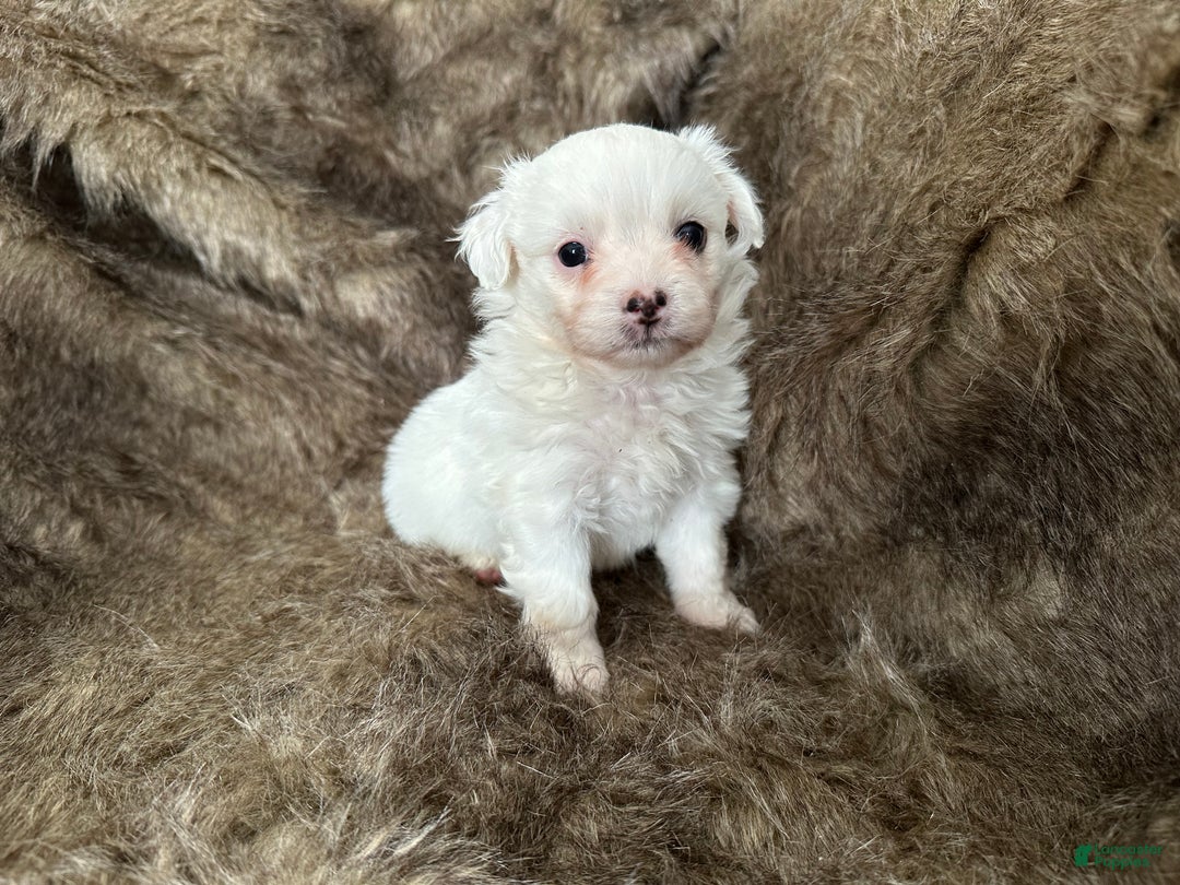 Mixed Breed dogs for sale: Snow White - Ad 8