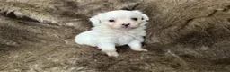 Mixed Breed dogs for sale: Snow White - Ad 9