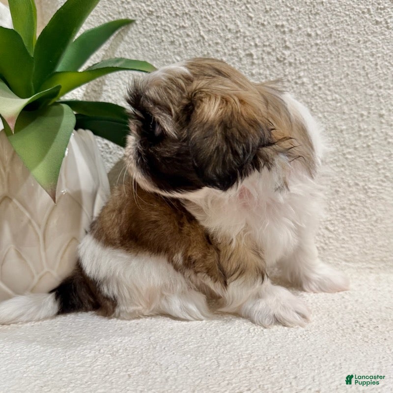 Shih Tzu dogs Willow - Ad 2