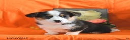 Welsh Corgi Pembroke dogs for sale: Nickle  - Ad 24