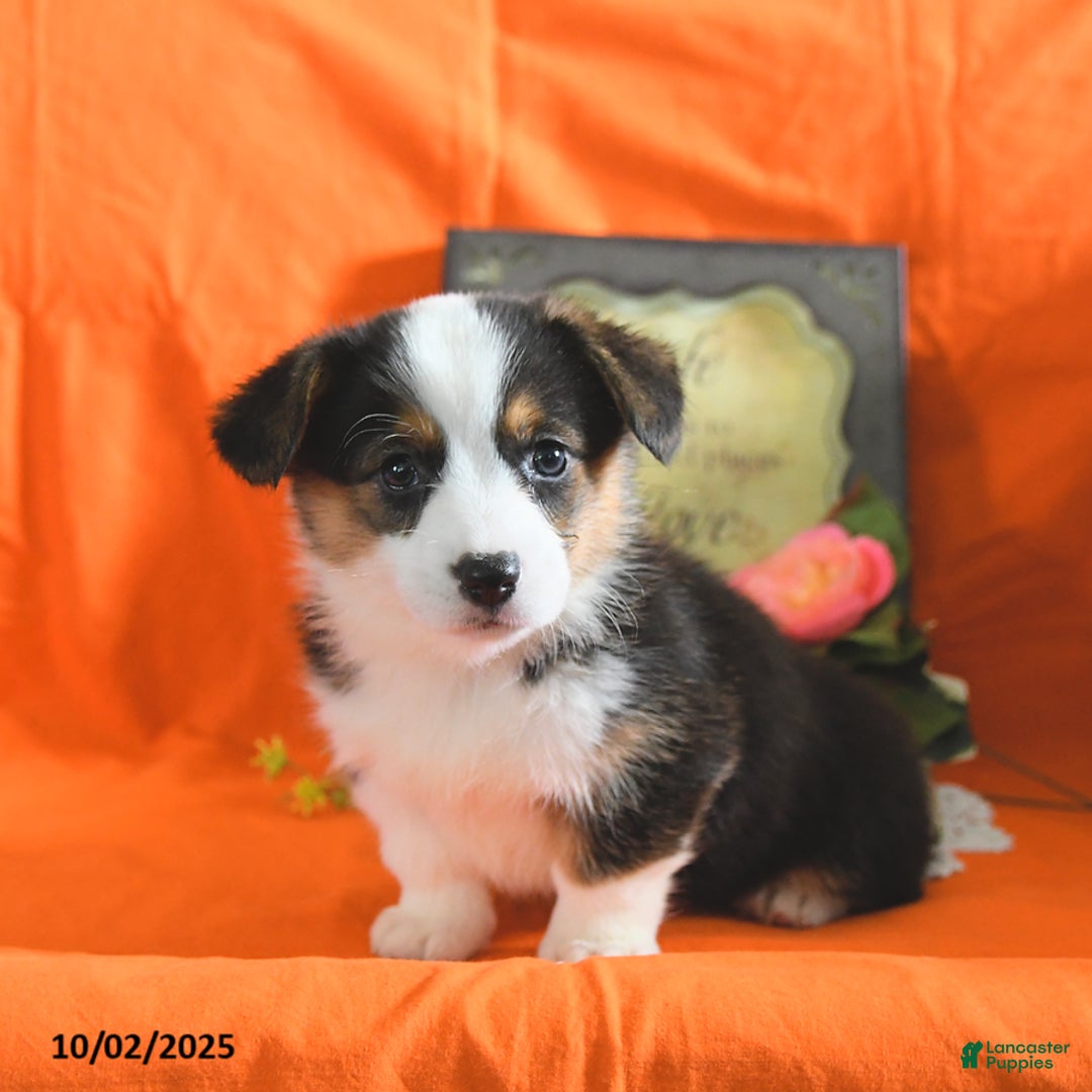 Welsh Corgi Pembroke dogs for sale: Nickle  - Ad 24
