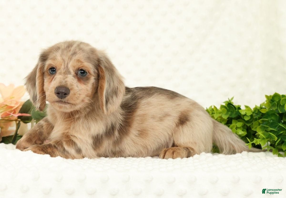 Miniature Dachshund dogs for sale: Silas - Ad 7