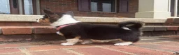 Welsh Corgi Pembroke dogs for sale: Ivy - Ad 5