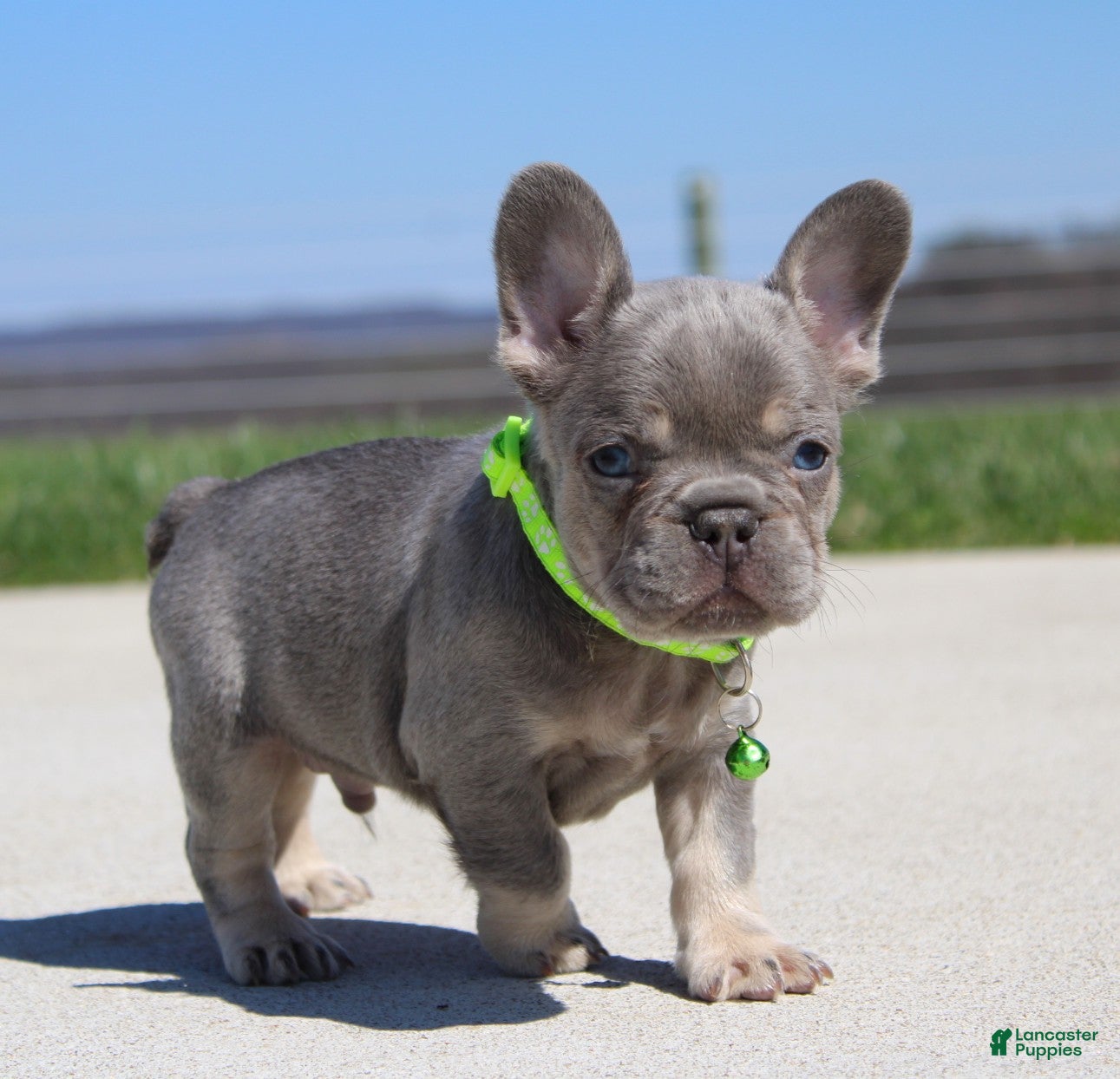 French Bulldog dogs Lucky - Ad 1