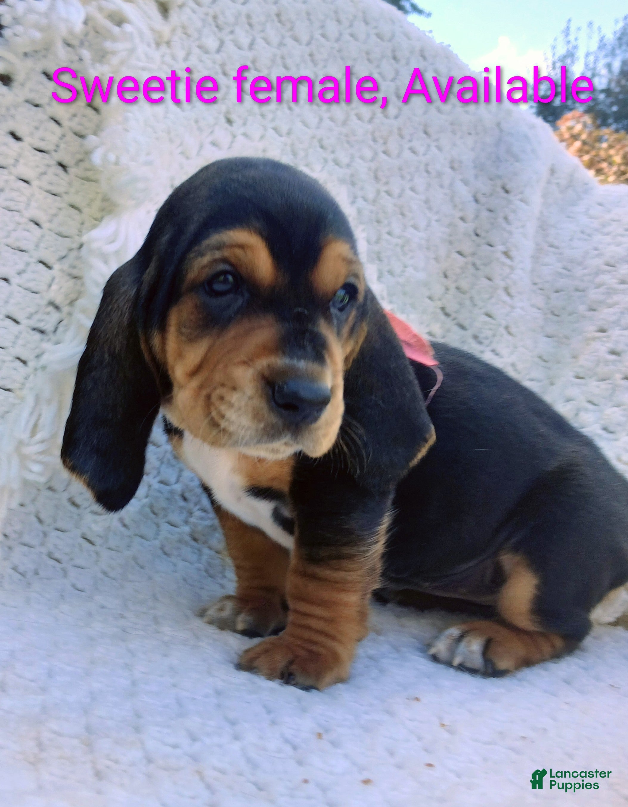 Sweetie (Basset Hound, Female) in Massillon, OH