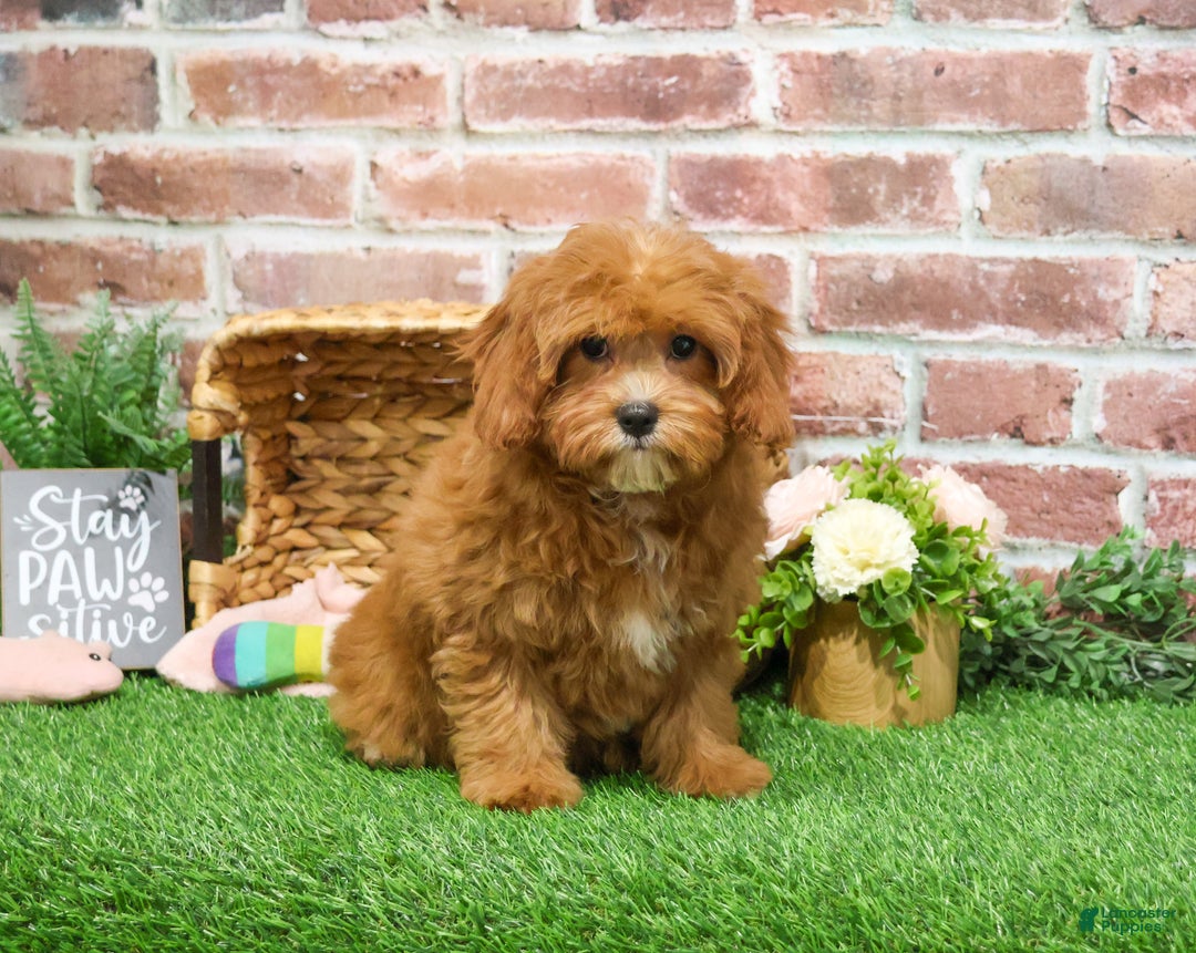 Cavapoo dogs for sale: Glory - Ad 4