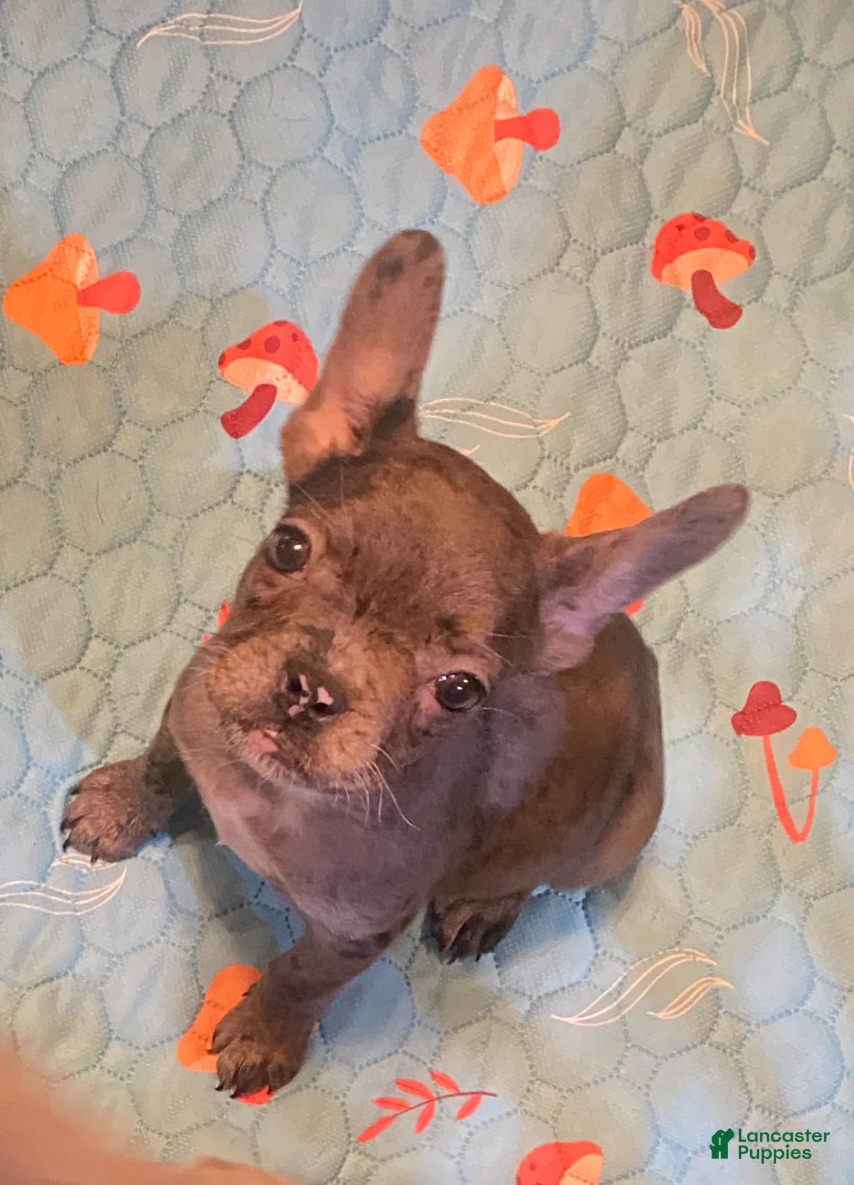 French Bulldog dogs Brie  - Ad 30