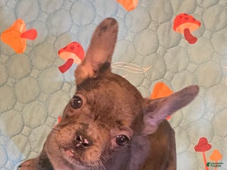 French Bulldog dogs Brie - Ad 13