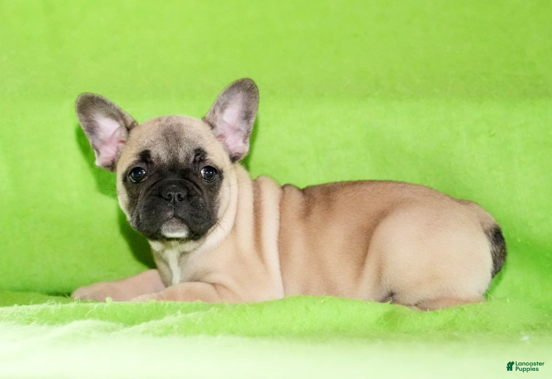 French Bulldog dogs for sale: Carla - Ad 2