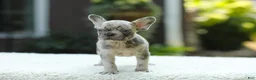 French Bulldog dogs for sale: Joy - Ad 11