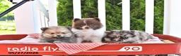 Pomeranian dogs for sale: Kneji - Ad 5